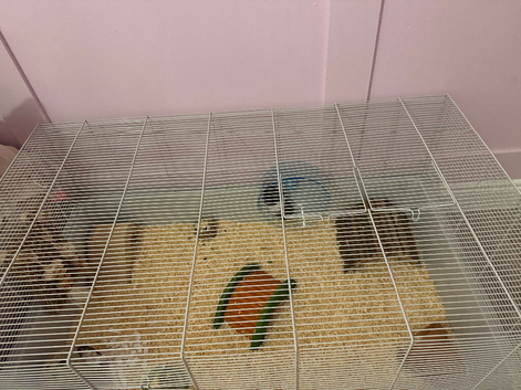 Syrian hamster
