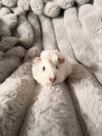 Single male guinea pig