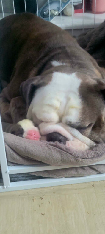 English Bulldog Puppies
