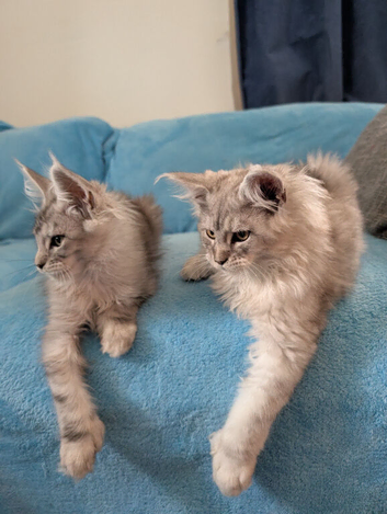 TICA Registered Maine Coon Kittens