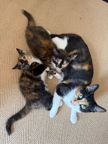 Kittens for sale