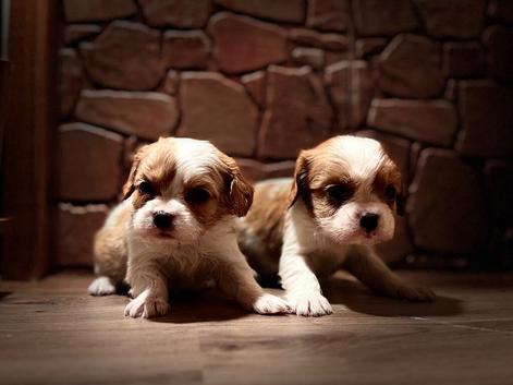 Cavalier King Charles spaniel girl
