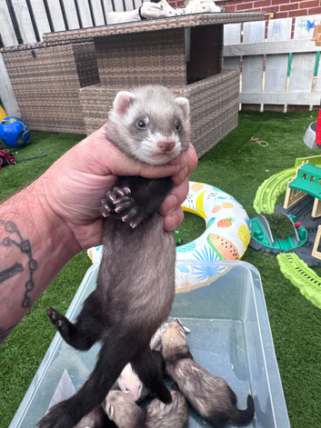 Ferret kits from working stock