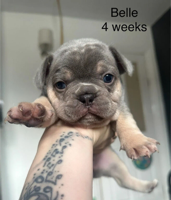Beautiful French bulldog