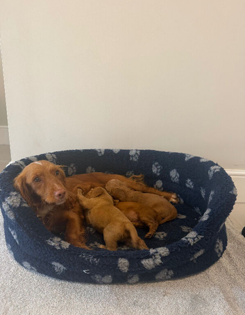 Cocker spaniel puppies