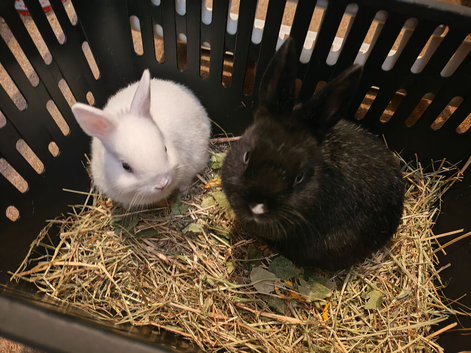 3 Netherland dwarf bunnies for sale