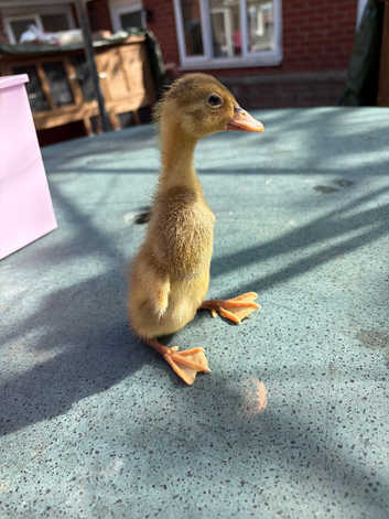 4 x ducklings
