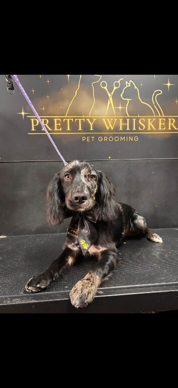 7 month old male cocker - smoke