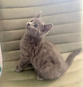 British Shorthair X Ready Now
