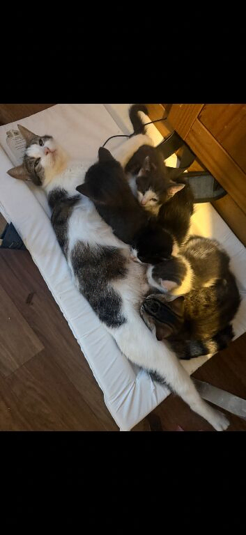 Beautiful kittens