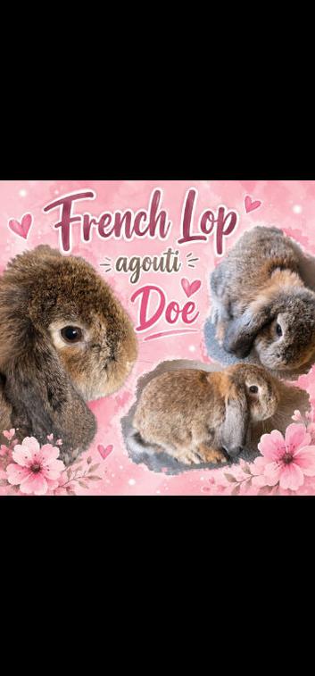 Agouti French Lop Doe
