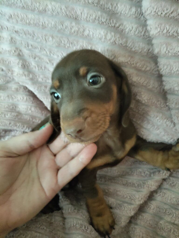 Miniature Dachshund puppies for sale