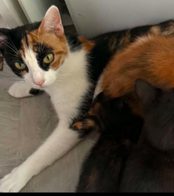 2 male kittens