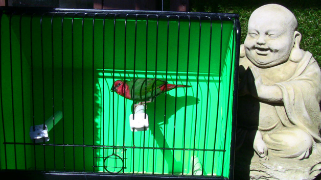 Red Faced Parrot Finch Hen.&pound;40
