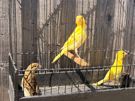 hens canary&rsquo;s