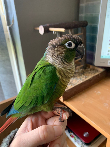Green Cheeked Conure for Sale &ndash; Friendly, Hand-Reared Male (7 Years Old)