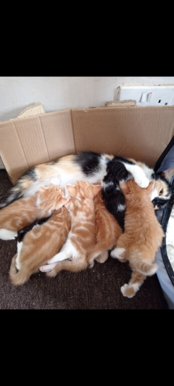 2 kittens left looking for there forever loving homes