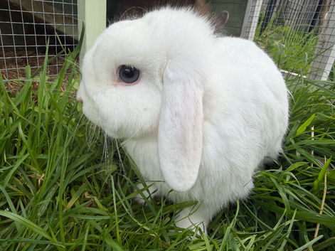 White Male Mini Lop