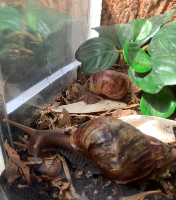 Two lovely GALS are looking for new home. FREE