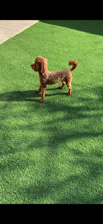 Toy Cockapoo f1bb girl for sale