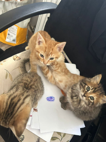 Pixie bob mixed kittens ready now