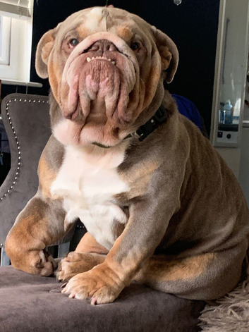 British bull dog