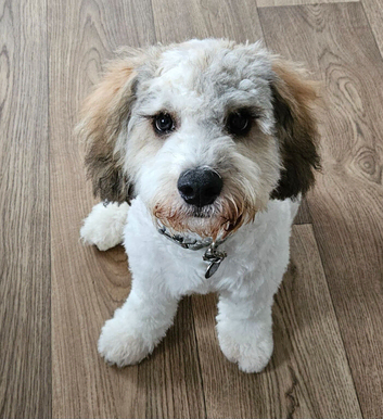 6 Month old Cockapoo