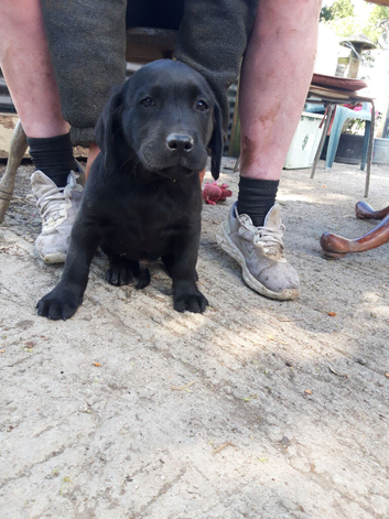 Male black labrador pups