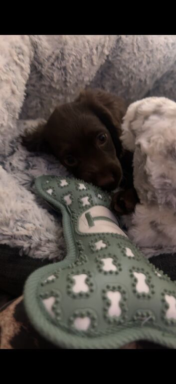 stunning last cockerspaniel for sale