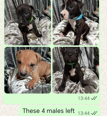 Beautiful litter off 11 staffy  puppies
