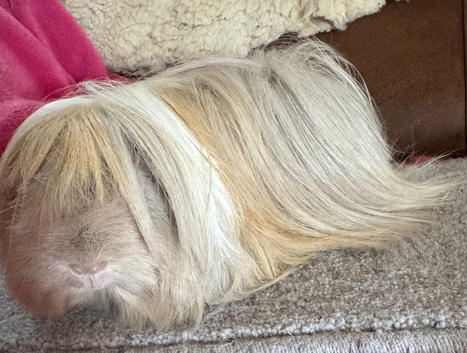 Peruvian sow