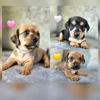 Last 3 Stunning Dorkie Puppies