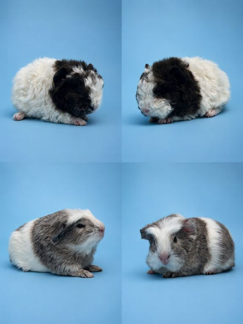 Reserved ️Beautiful boy Guinea pigs