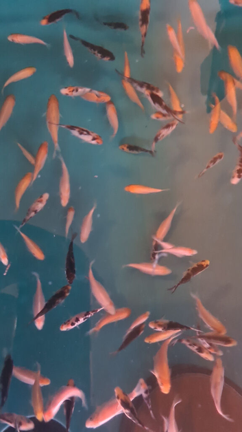 Koi fry 1-6 inch