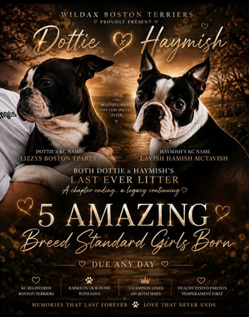Exceptional Boston Terrier Pups &ndash; Outstanding Wildax & Skin Deep Bloodlines