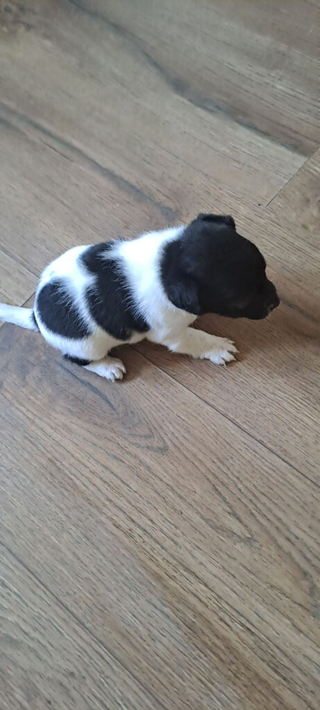 Beautiful jack russell terriers