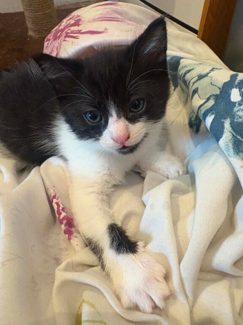 Boy kittens