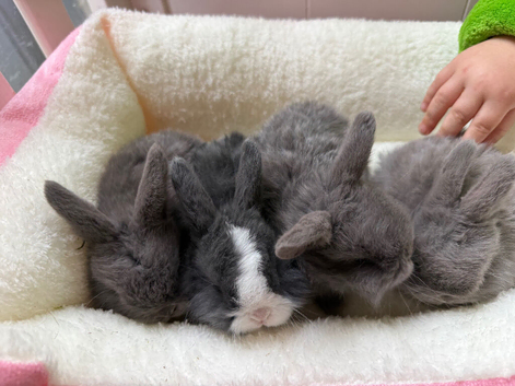 4 mini lop baby&rsquo;s for sale