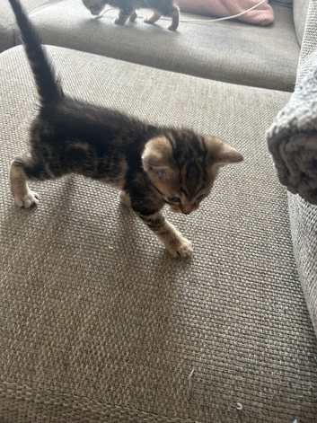 Tabby male kitten