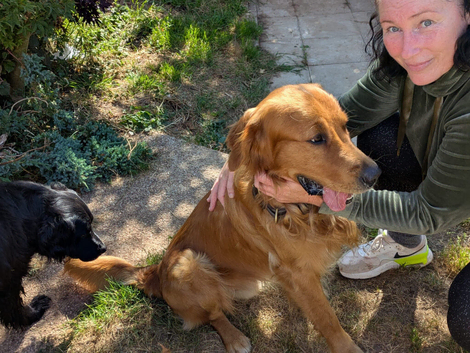 KC registered Fox red flat coat retriever proven stud