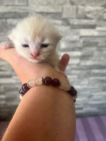 Maine coon x kittens
