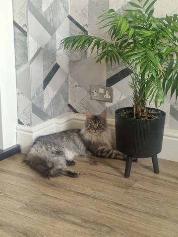 Active female maincoon