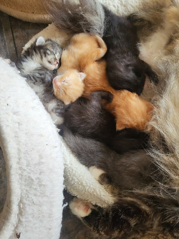 Siberian and chinchilla kittens