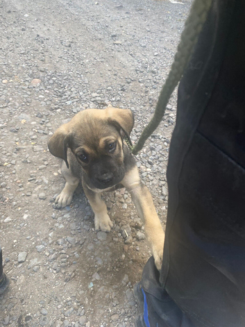Presa canario pups for sale 4 boys 1 girl left