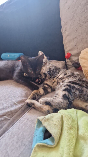 3 month old kittens