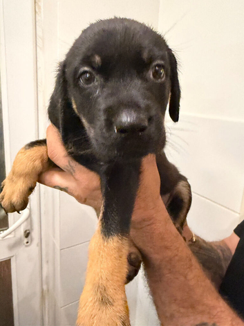 Rotador puppies for sale