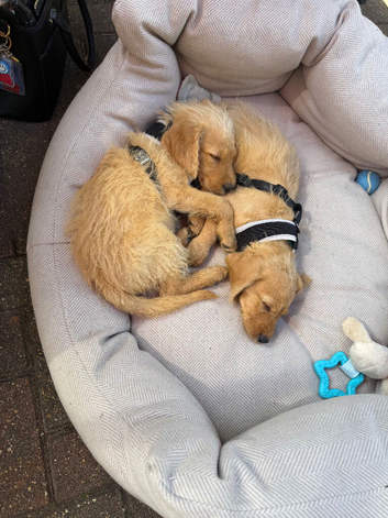 2 Male Labradoodle Puppies for sale