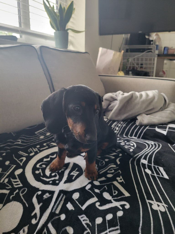3mth old miniature dachshund