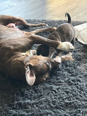 Bully x American mastiff
