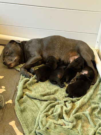 KC Staffy Puppies - Champion Bloodlines - Health Tested